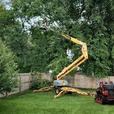 Best Palm Tree Trimming  in Thatcher, UT