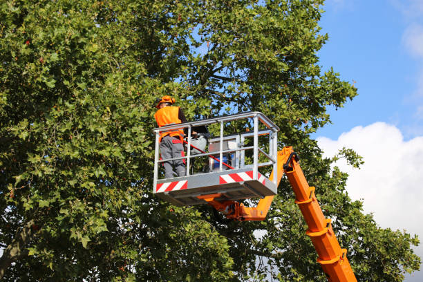 Reliable Thatcher, UT  Tree Services Solutions