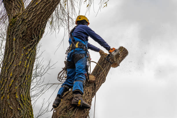 Why Choose Our Tree Removal Services in Thatcher, UT?