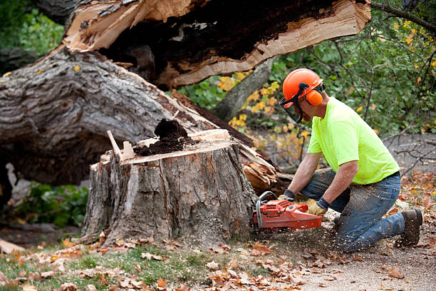 Best Utility Line Clearance  in Thatcher, UT