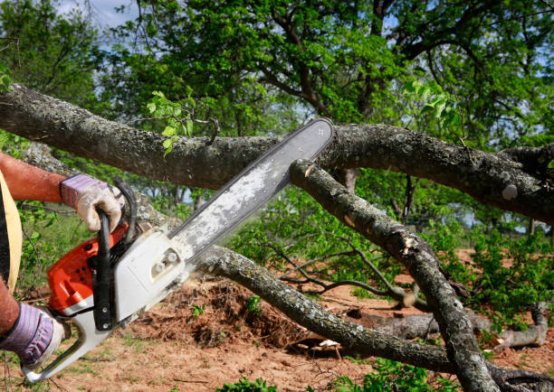 Best Tree Mulching  in Thatcher, UT